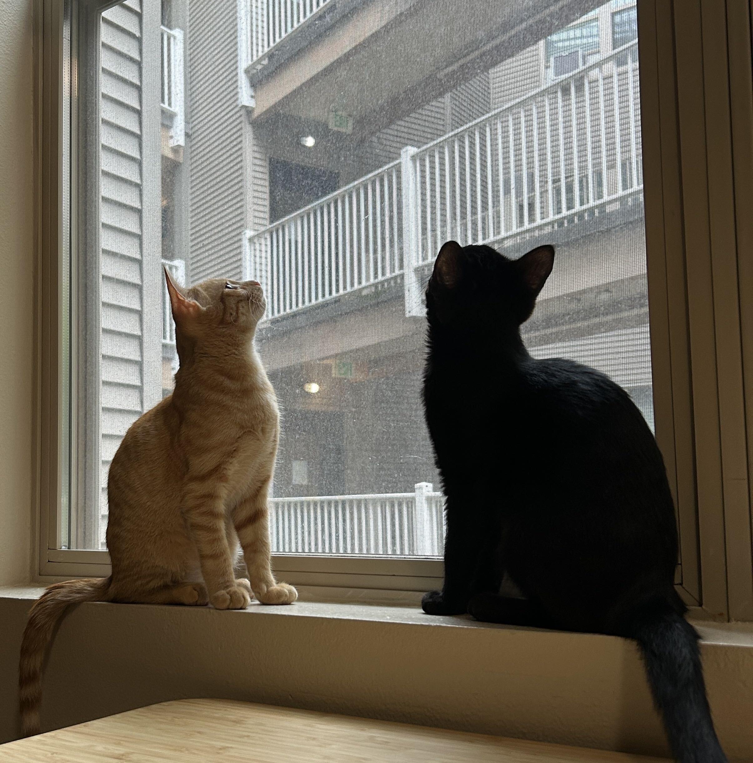 Enlarge Willow and Xander, a Adopted Domestic Short Hair in Seattle, WA image 4/6