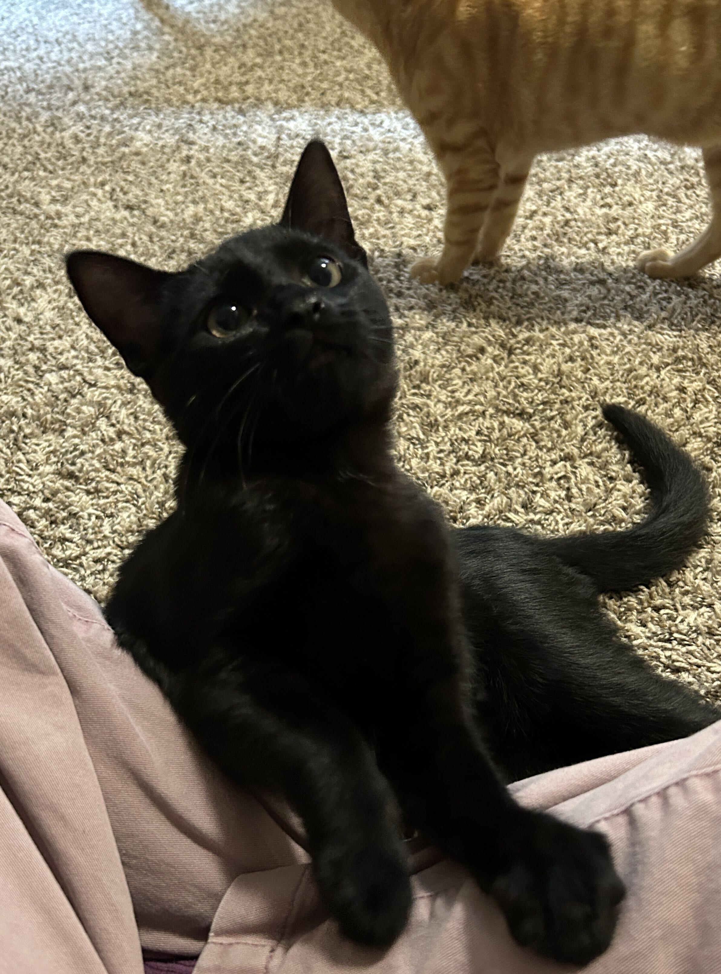 Enlarge Willow and Xander, a Adopted Domestic Short Hair in Seattle, WA image 6/6