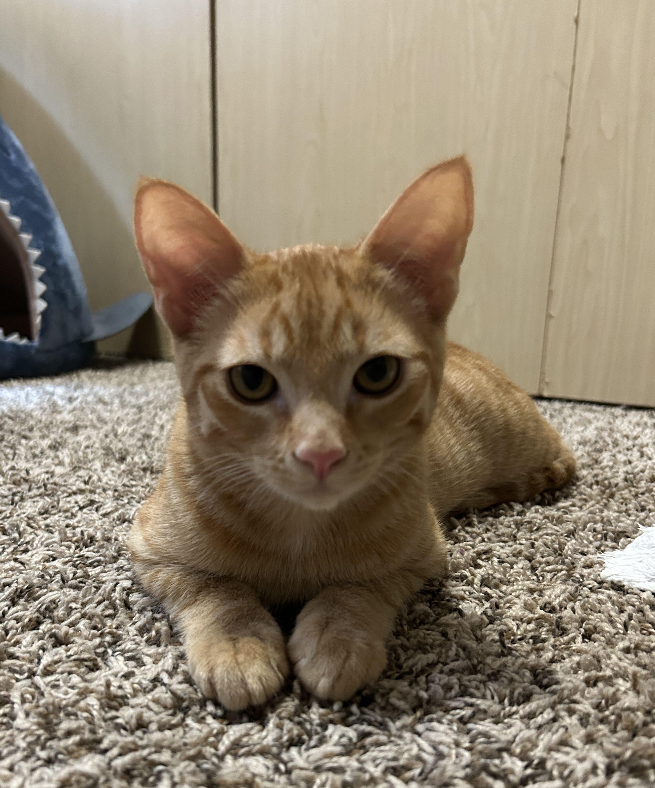 Enlarge Willow and Xander, a Adopted Domestic Short Hair in Seattle, WA image 5/6