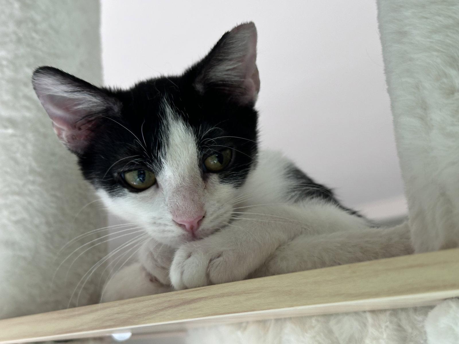 Tini, Adoptable, Young Female Tuxedo & Domestic Short Hair.