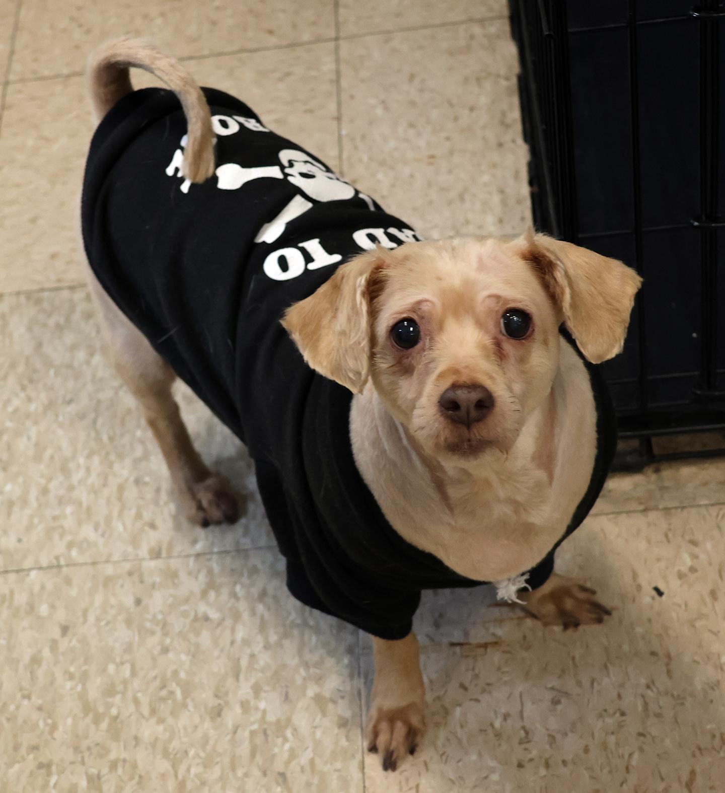 Enlarge Dutch & Feisty, a Adoptable mixed breed in Harrison, NY image 3/5