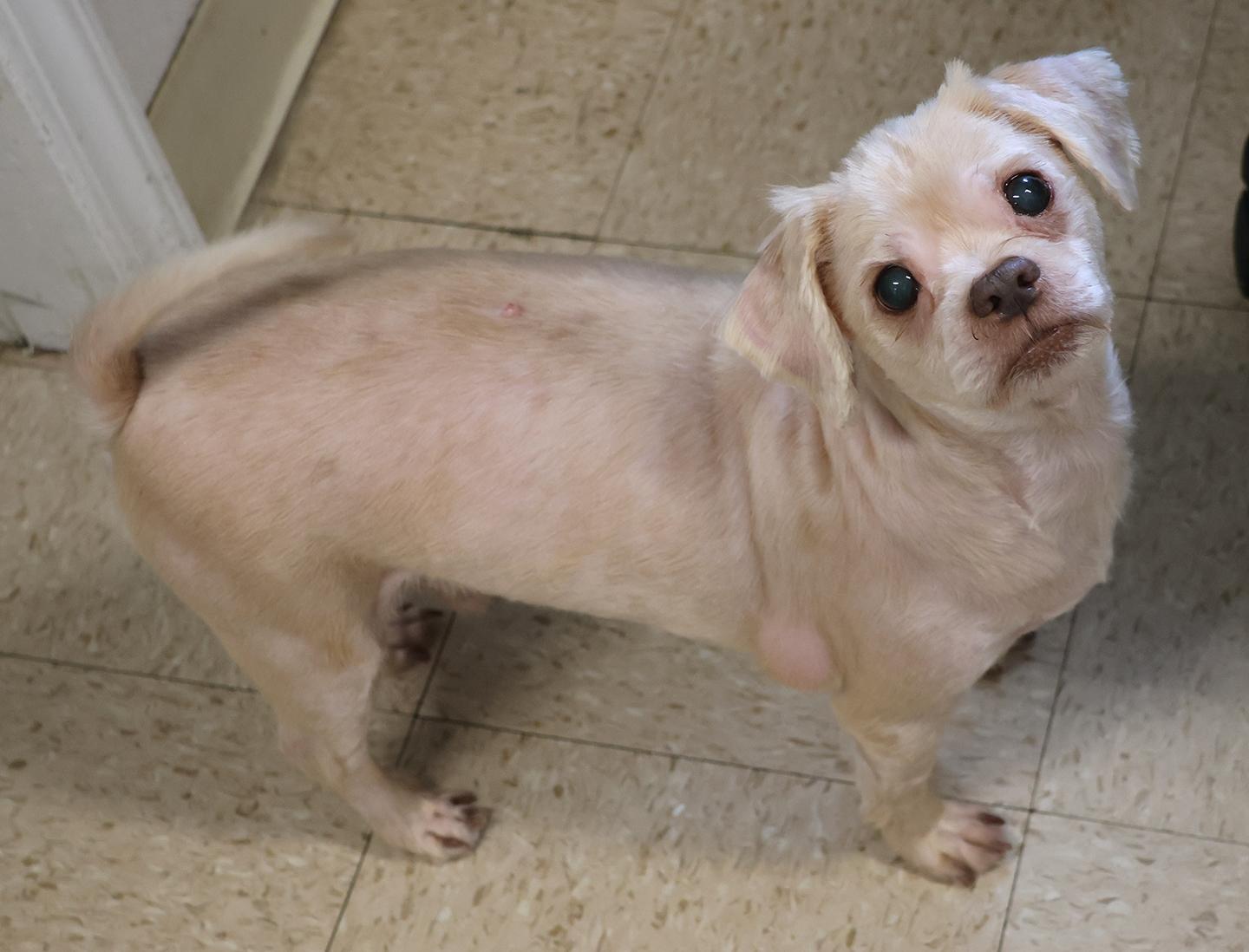 Enlarge Dutch & Feisty, a Adoptable mixed breed in Harrison, NY image 4/5