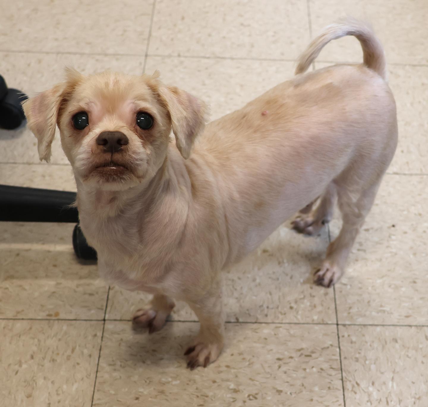 Enlarge Dutch & Feisty, a Adoptable mixed breed in Harrison, NY image 2/5