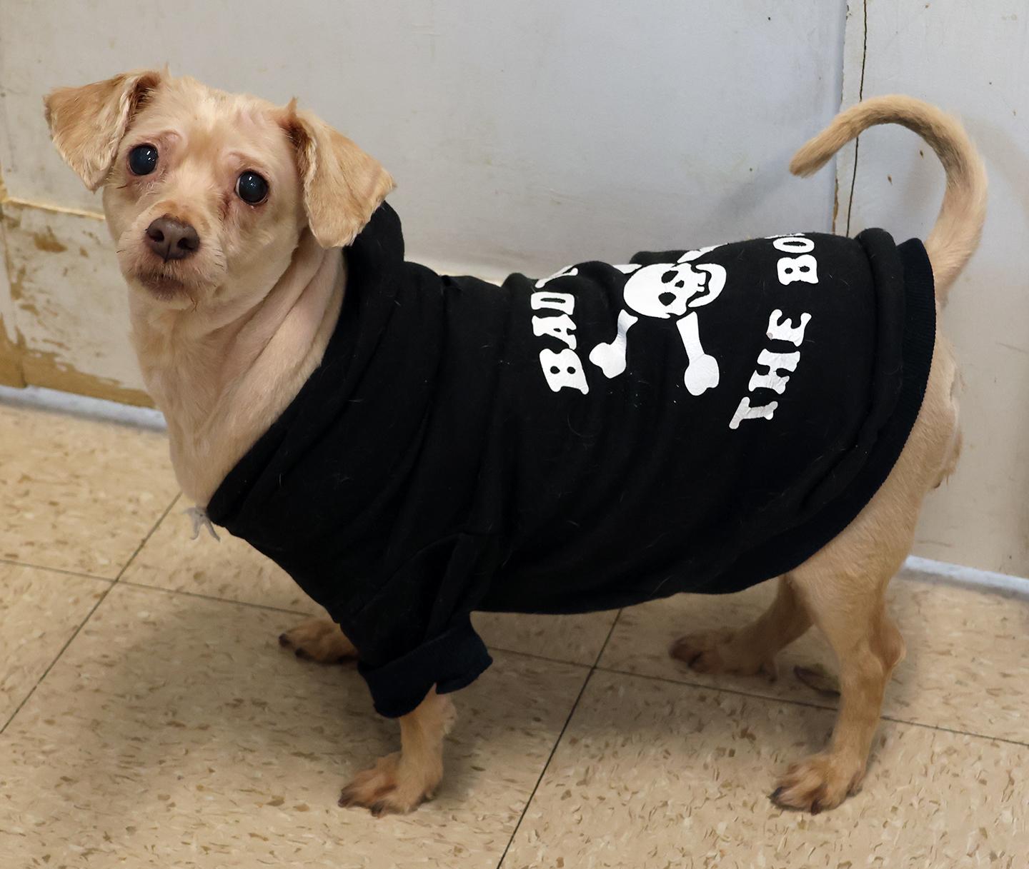 Enlarge Dutch & Feisty, a Adoptable mixed breed in Harrison, NY image 5/5