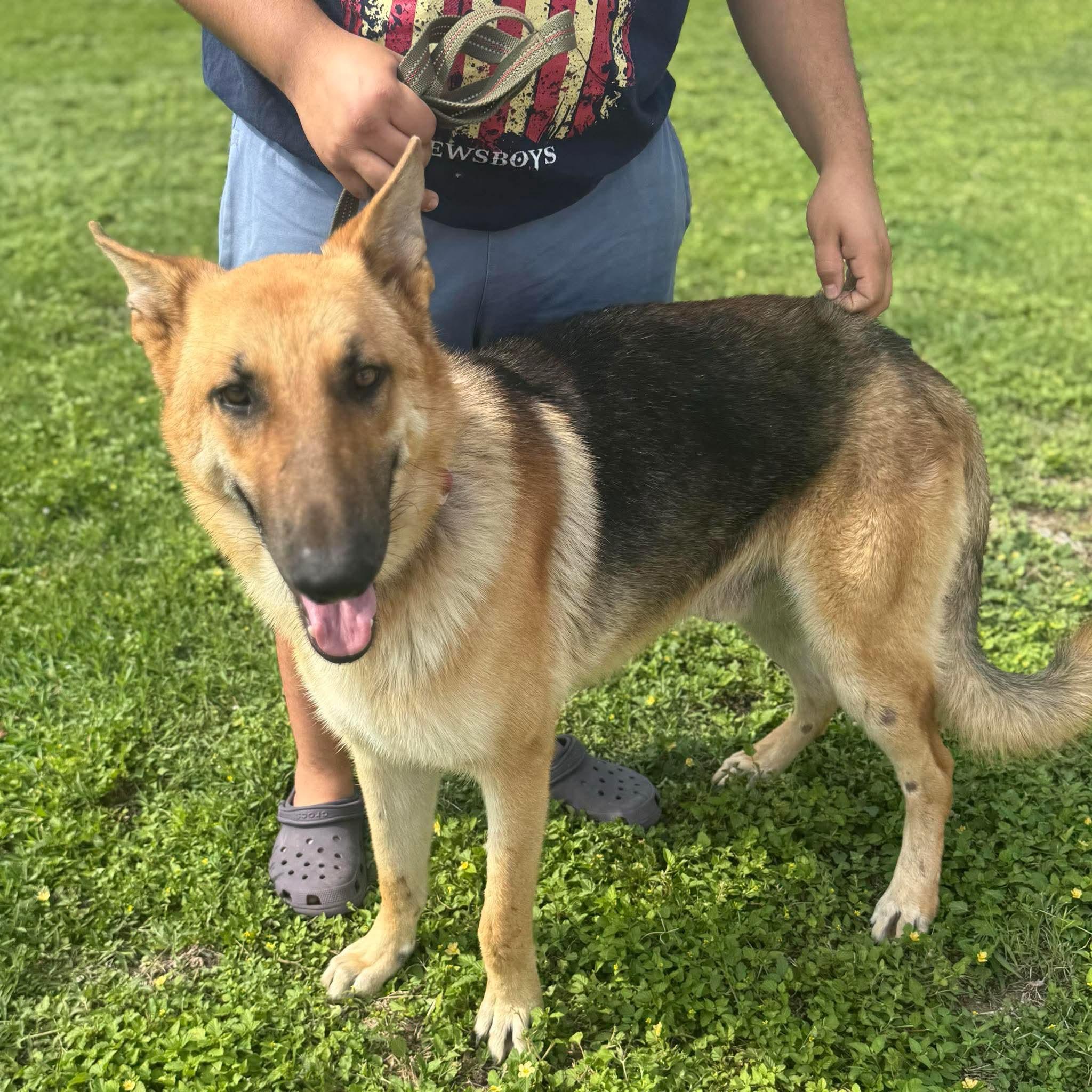 Max, Young Male German Shepherd Dog