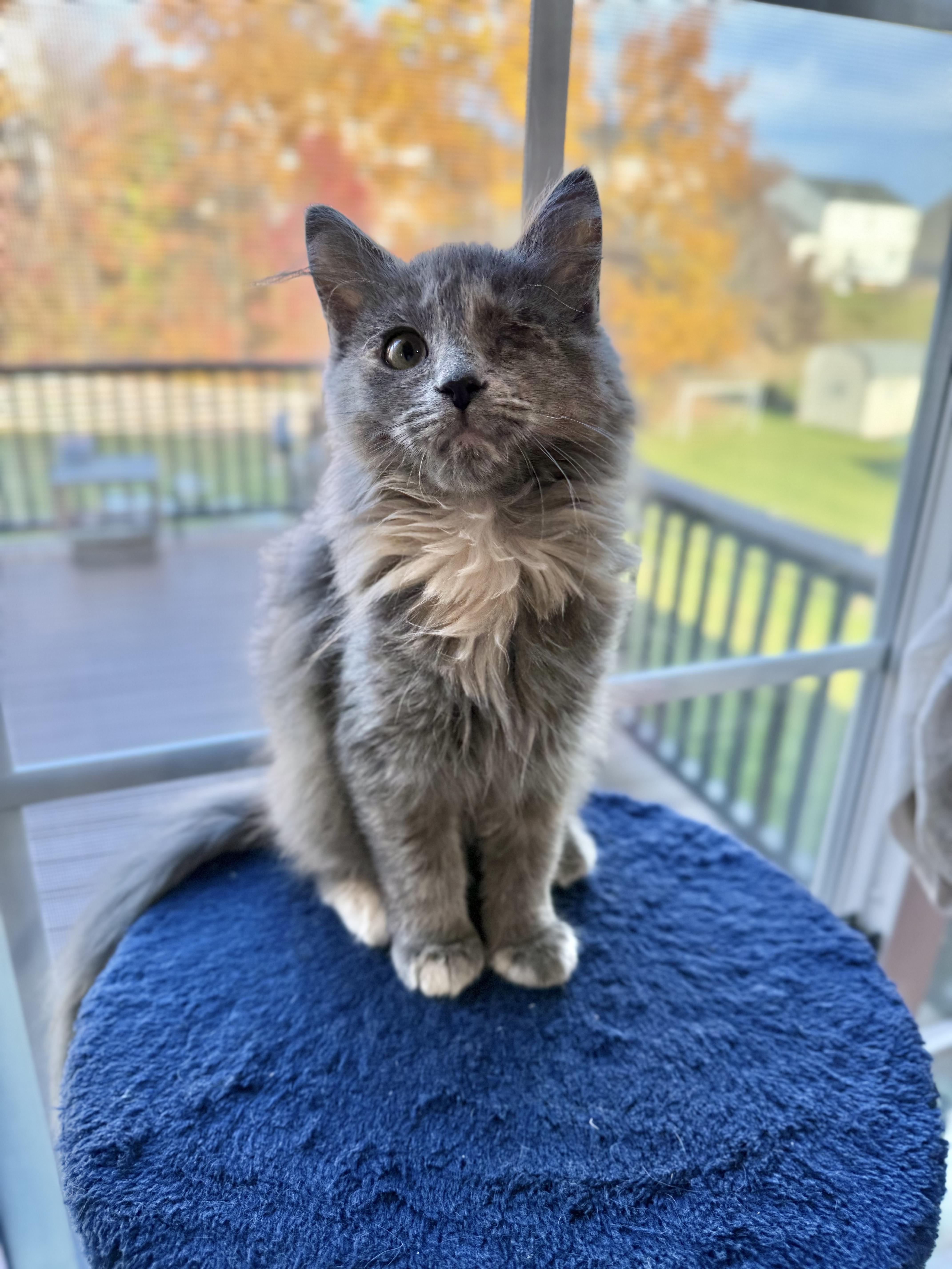 Leyeza (Liza) Purnelli, Adoptable, Young Female Domestic Medium Hair.