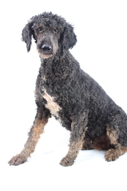 Winnie, Adoptable, Senior Female Standard Poodle & Mixed Breed.