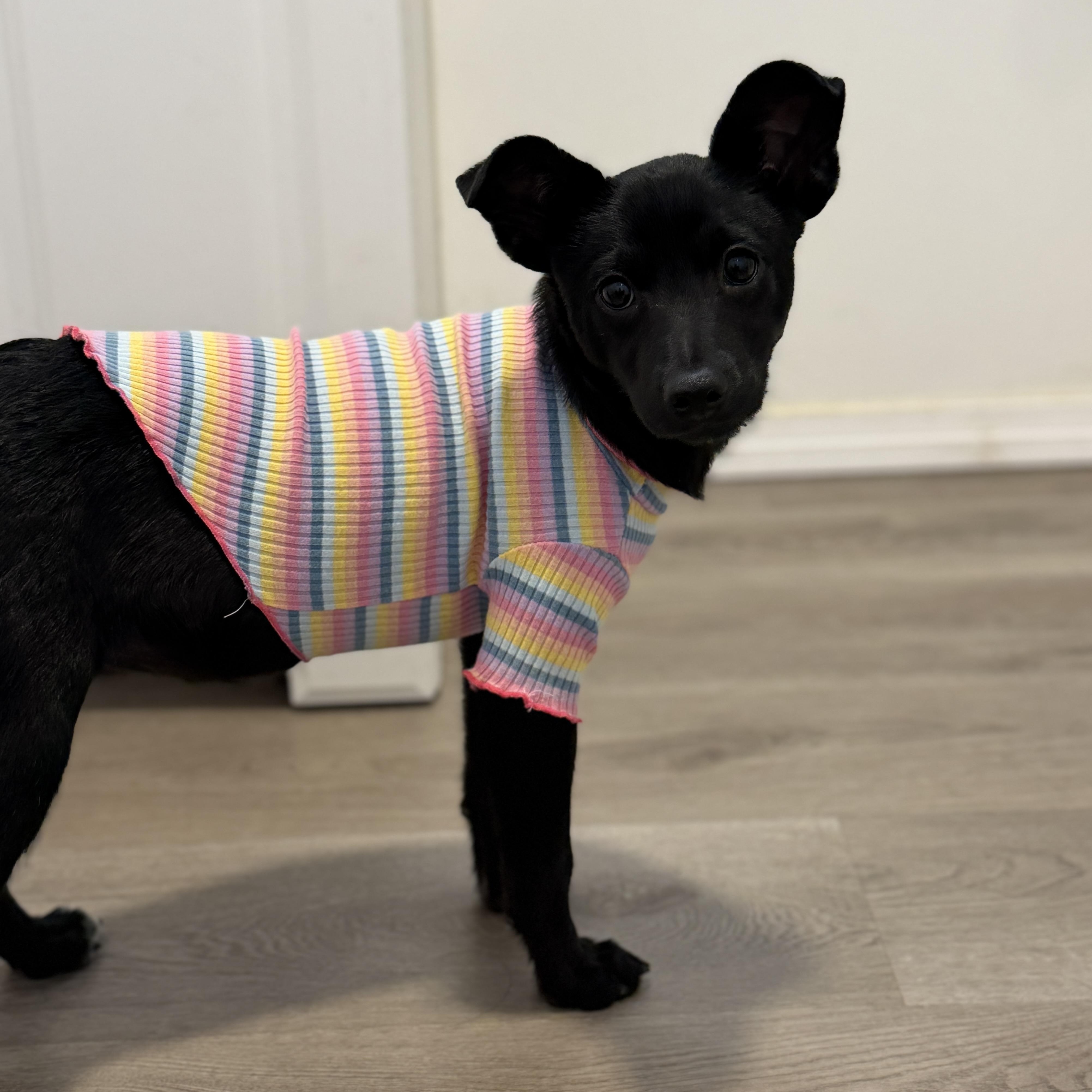 Pepita, a Adoptable mixed breed in San Diego, CA image 2/5