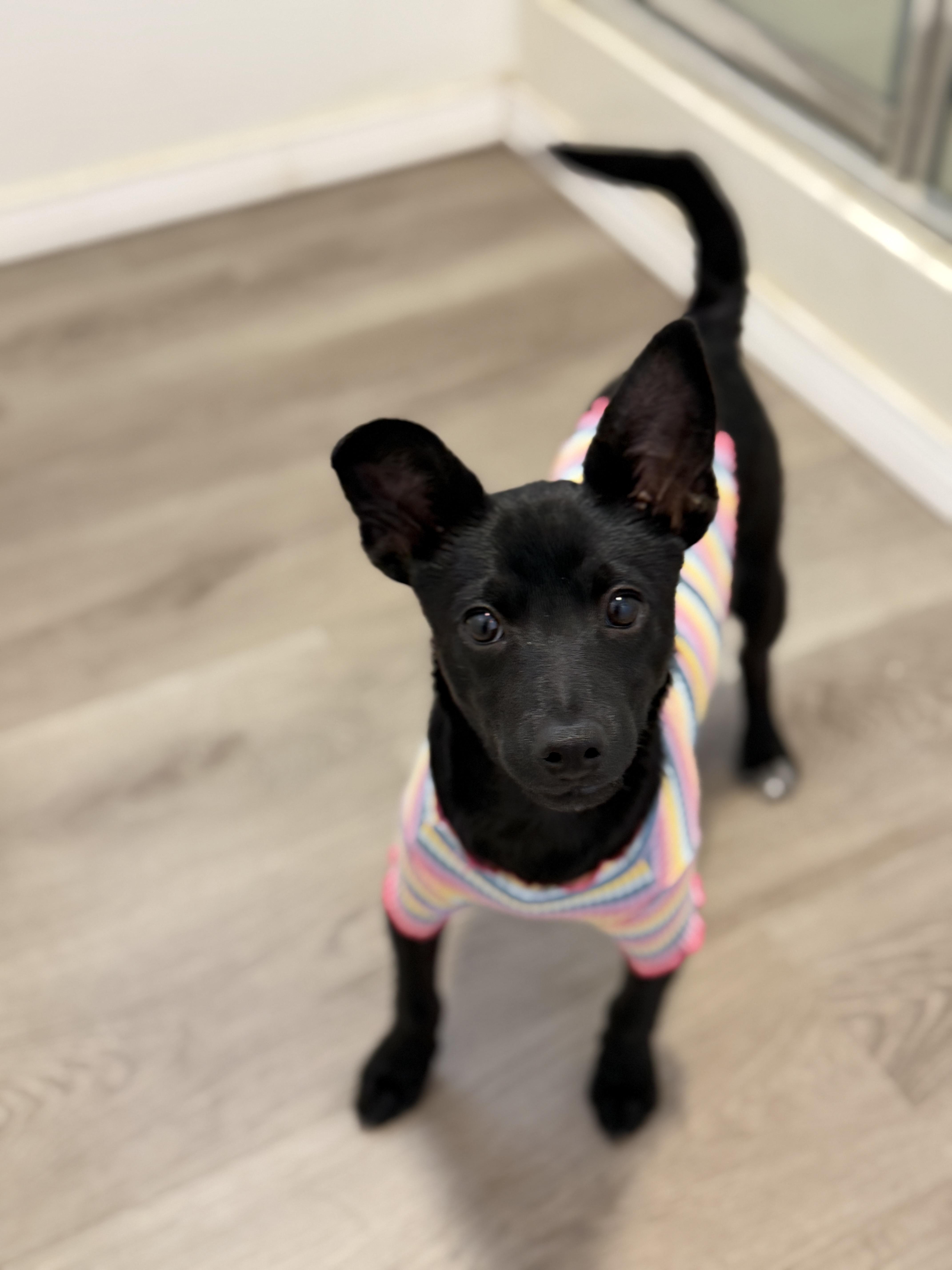 Pepita, a Adoptable mixed breed in San Diego, CA image 5/5