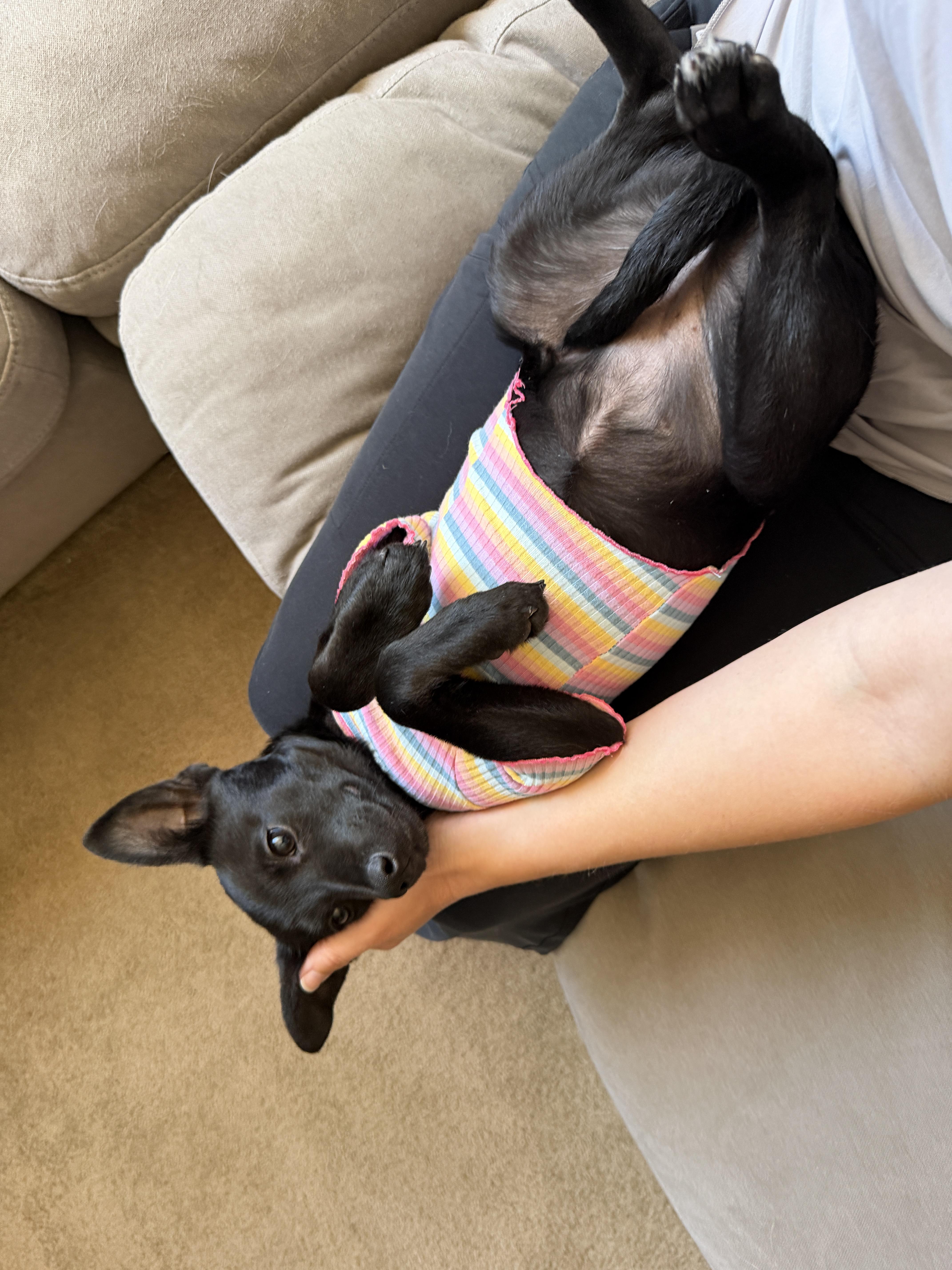 Pepita, a Adoptable mixed breed in San Diego, CA image 3/5