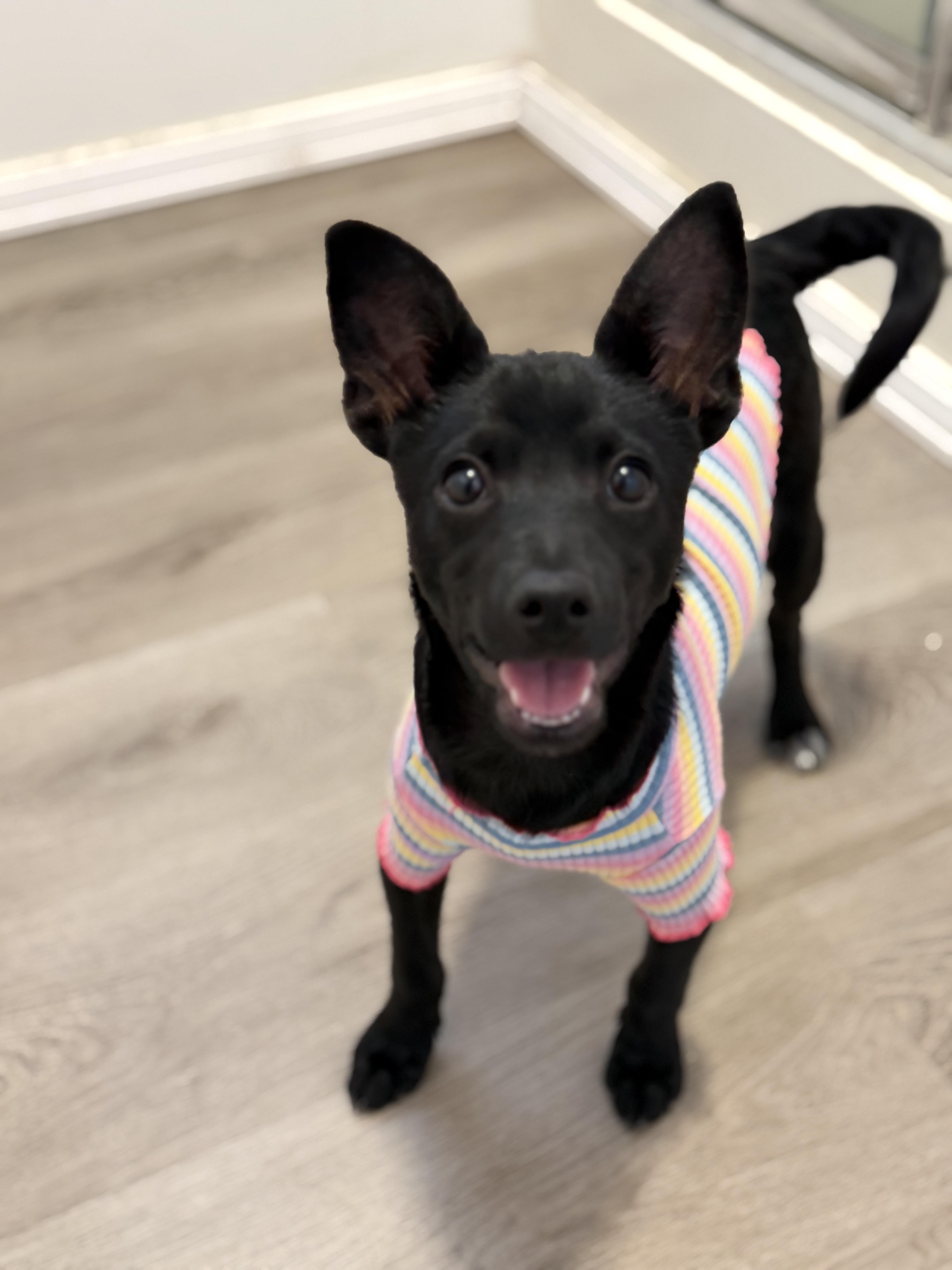 Pepita, a Adoptable mixed breed in San Diego, CA image 4/5