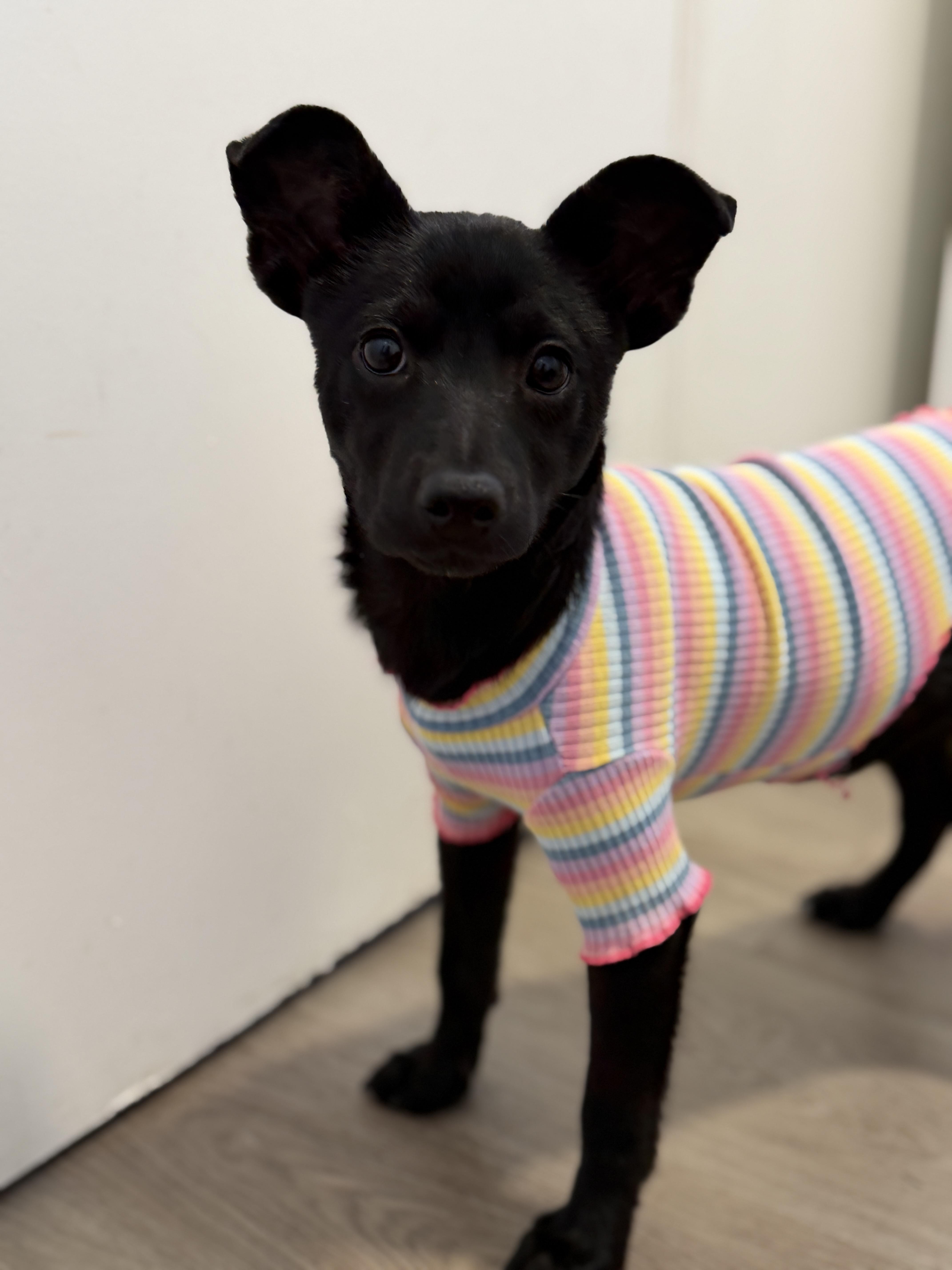 Pepita, Adoptable, Puppy Female Chihuahua.