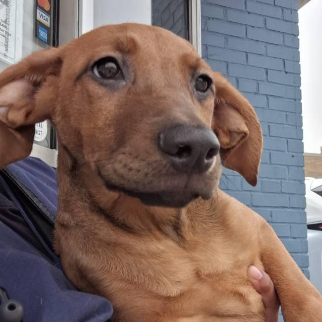 Enlarge Azalea, an adoptable mixed breed in Parma, OH image 1/1