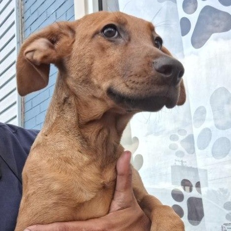 Azalea, an adopted mixed breed in Parma, OH image 1/2