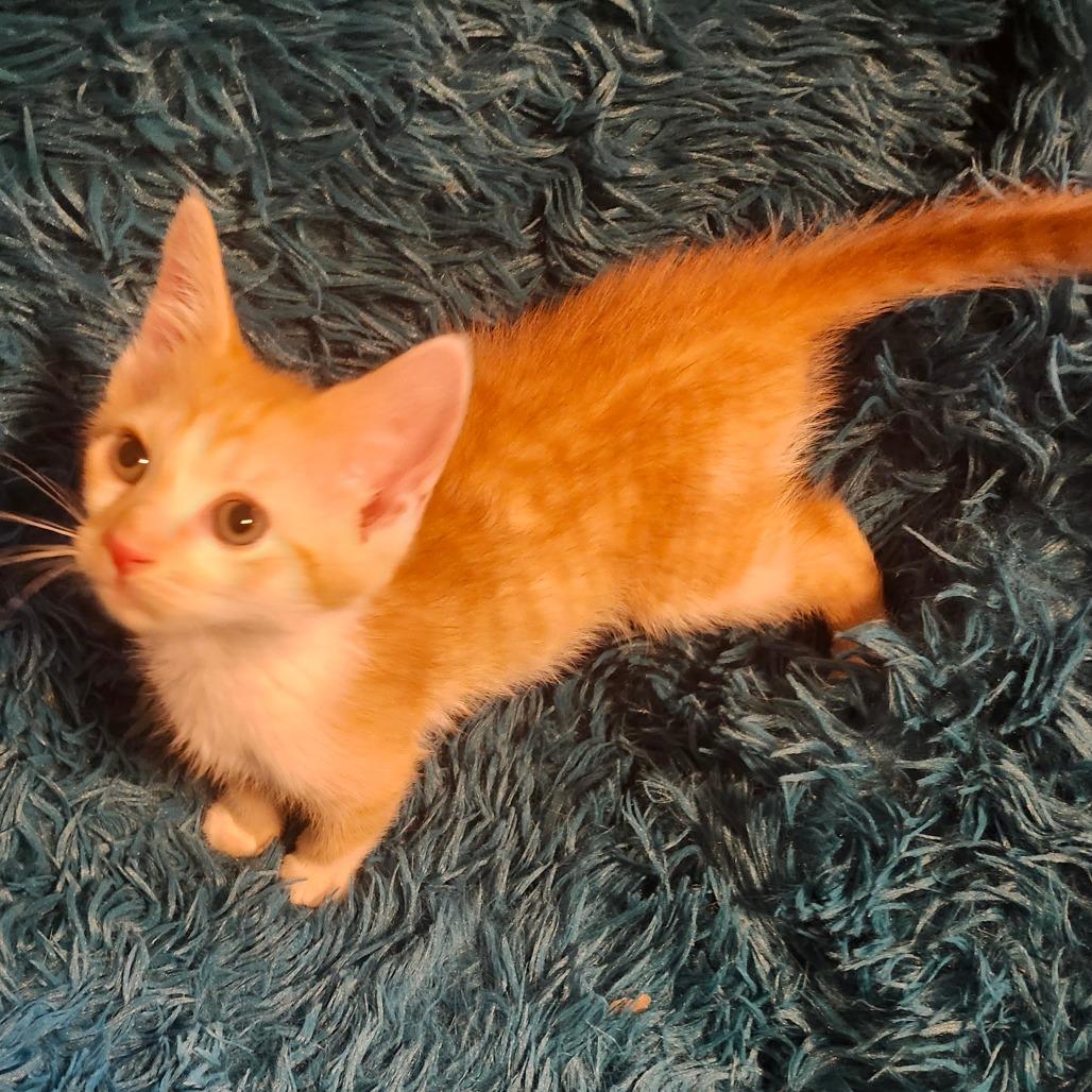 Enlarge Farmer Jo-AR, a Adoptable Domestic Short Hair in Tallahassee, FL image 1/3