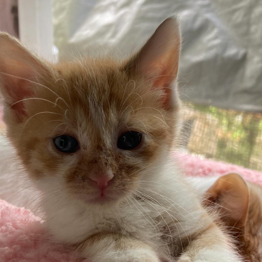 Enlarge Farmer Jo-AR, a Adoptable Domestic Short Hair in Tallahassee, FL image 3/3