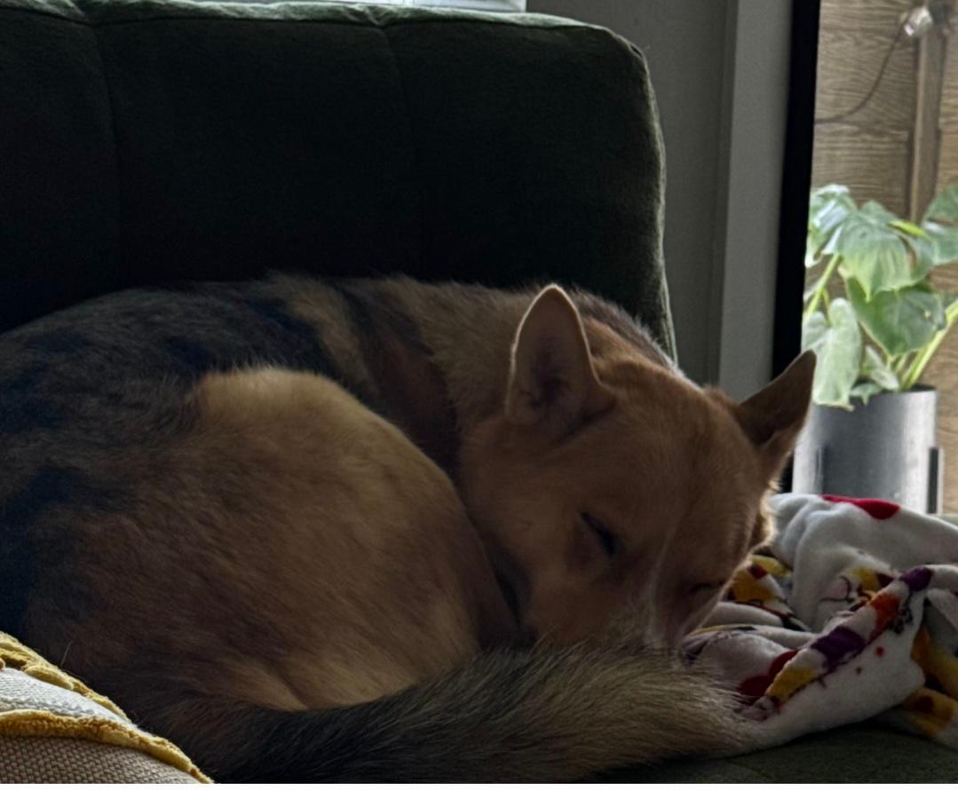 Enlarge Sadie, an adopted mixed breed in Salem, NH image 6/6