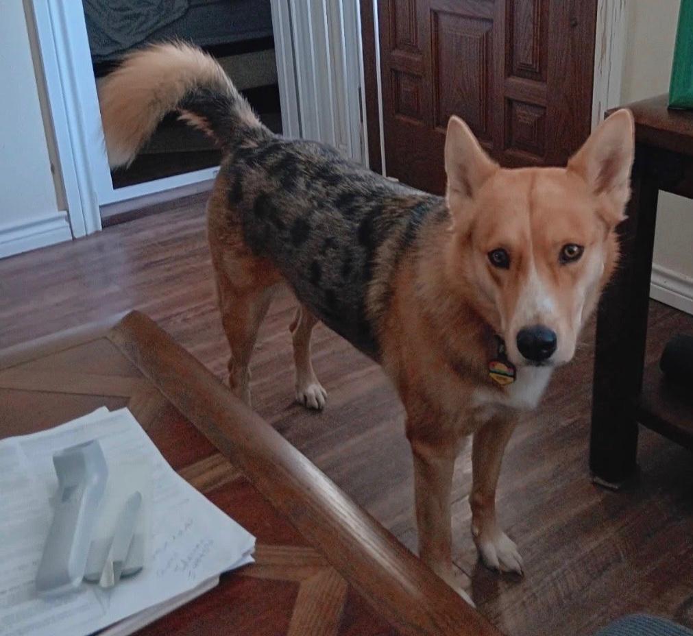 Enlarge Sadie, an adopted mixed breed in Salem, NH image 1/6