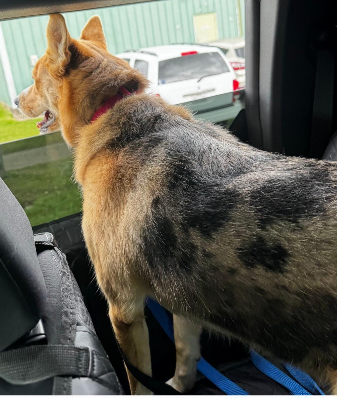 Enlarge Sadie, an adopted mixed breed in Salem, NH image 4/6