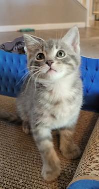 Sprout, adopted, Kitten Male Domestic Short Hair.