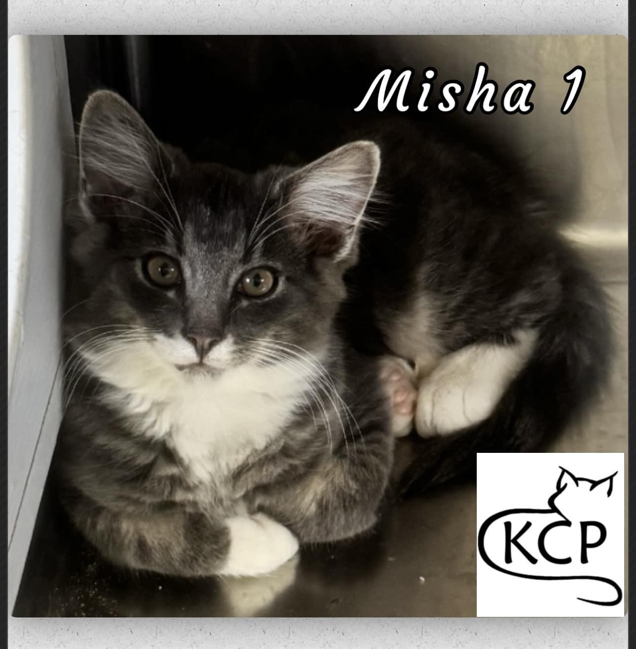 Misha 1, an adoptable Domestic Short Hair in Courtenay, BC, V9N 7P1 | Photo Image 1