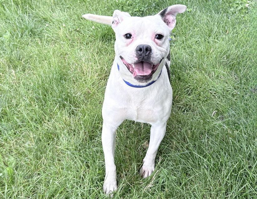 Yoda, a ADOPTABLE mixed breed in Columbus, IN image 2/2