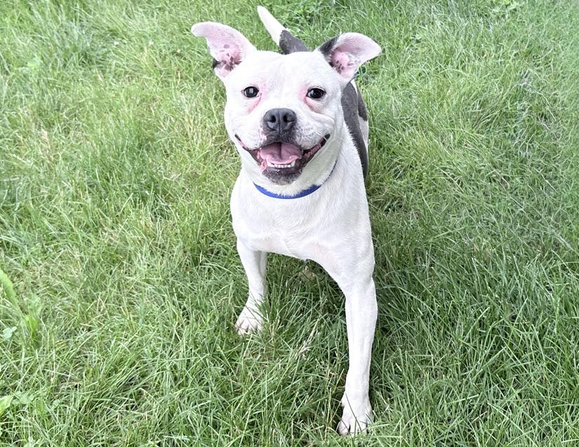 Yoda, ADOPTABLE, Adult Male Pit Bull Terrier & Boxer.