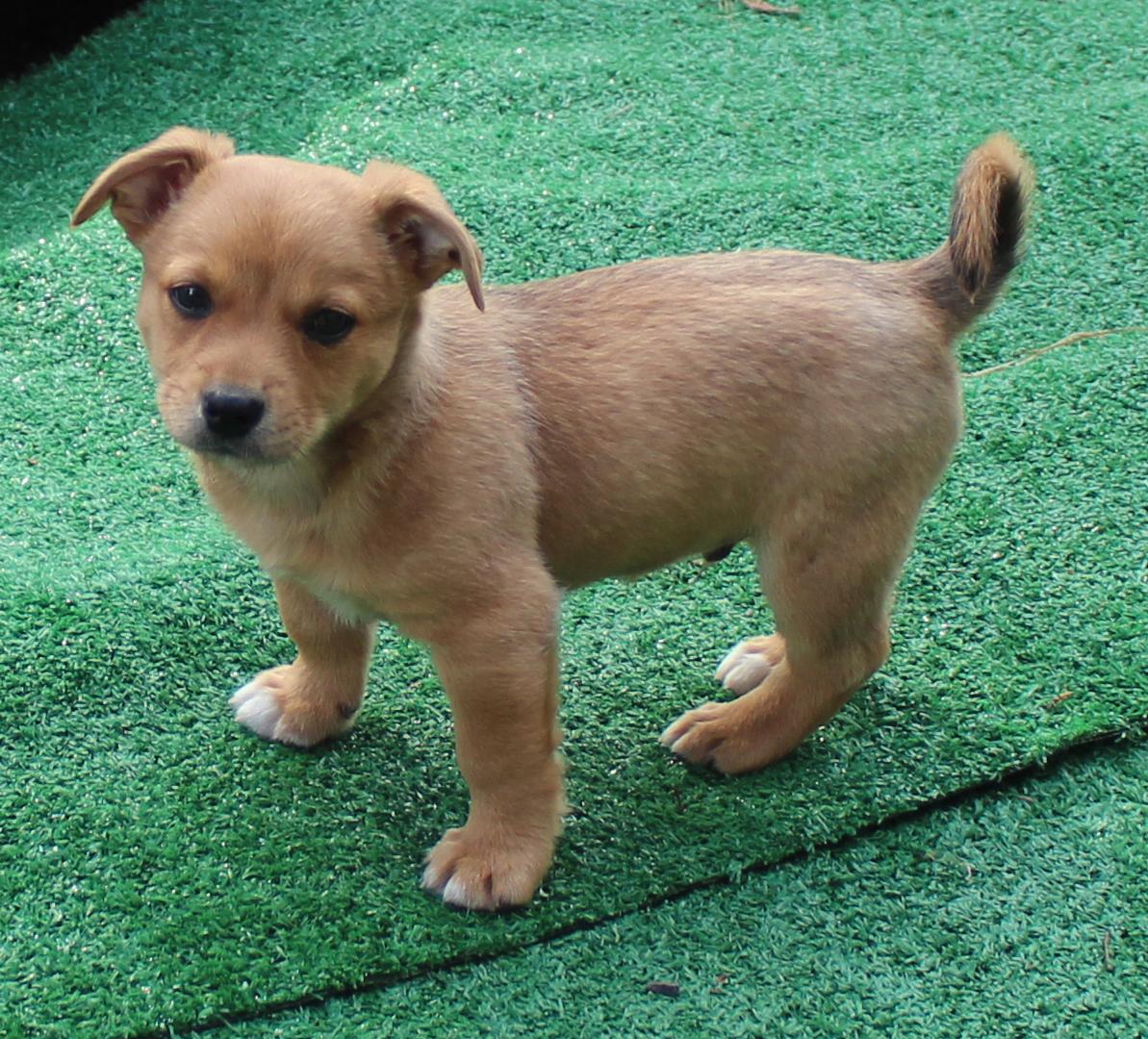 Enlarge Lion (Big Cat litter), an adoptable mixed breed in Silvana, WA image 4/6