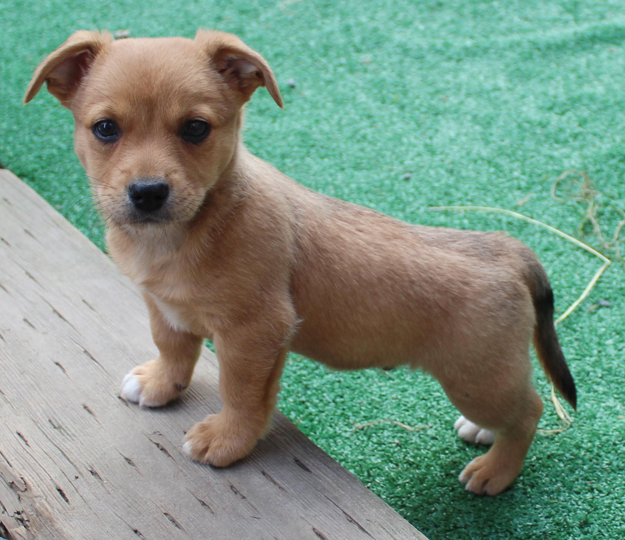 Enlarge Lion (Big Cat litter), an adoptable mixed breed in Silvana, WA image 3/6