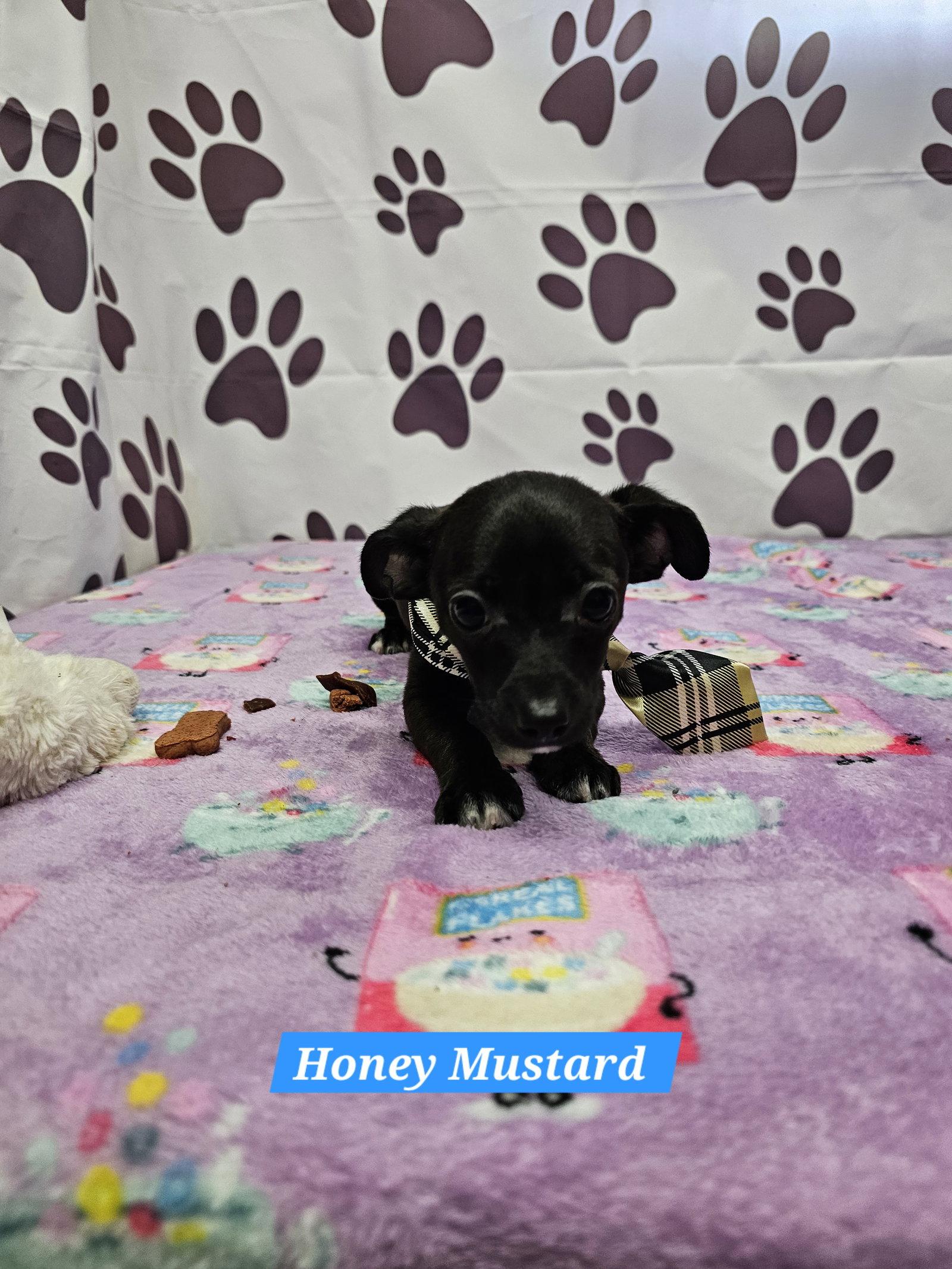 Honey Mustard, Adoptable, Young Male Chihuahua & Dachshund.