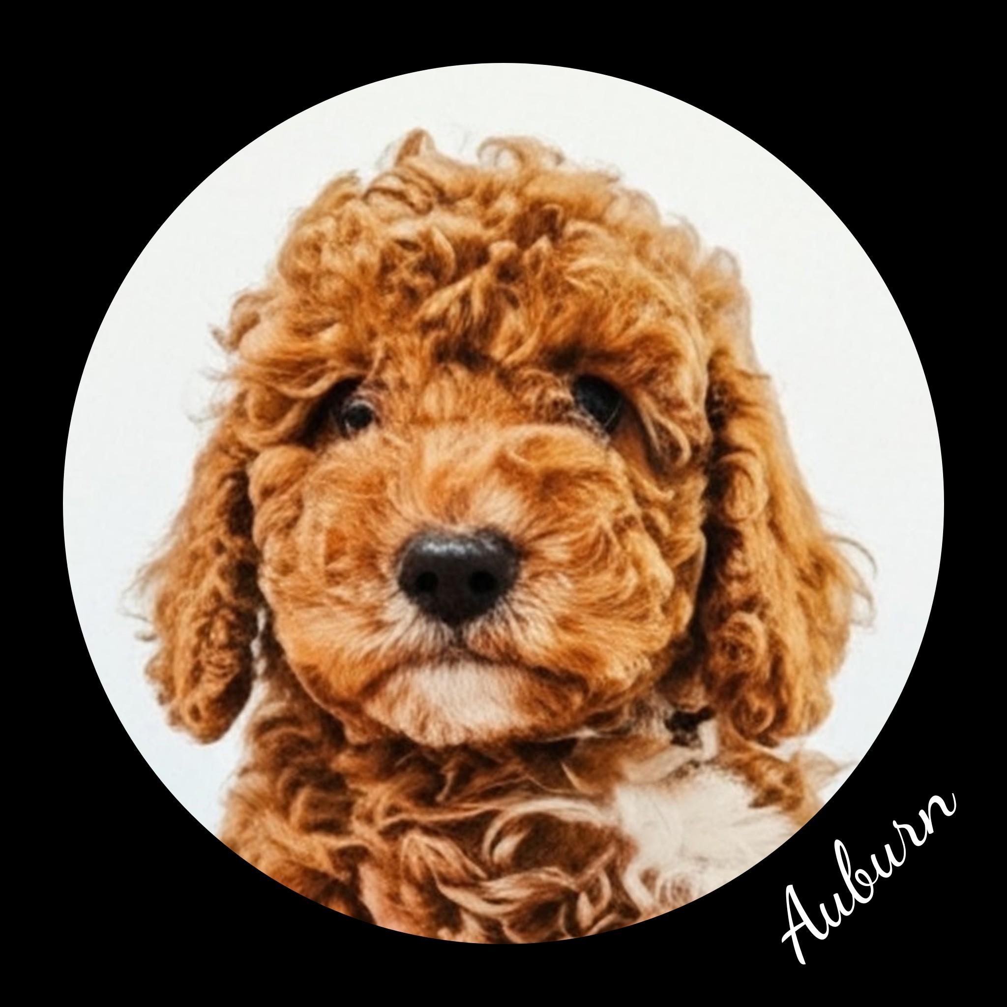 Enlarge Copper, a Adopted Goldendoodle in Fredericksburg, VA image 2/6