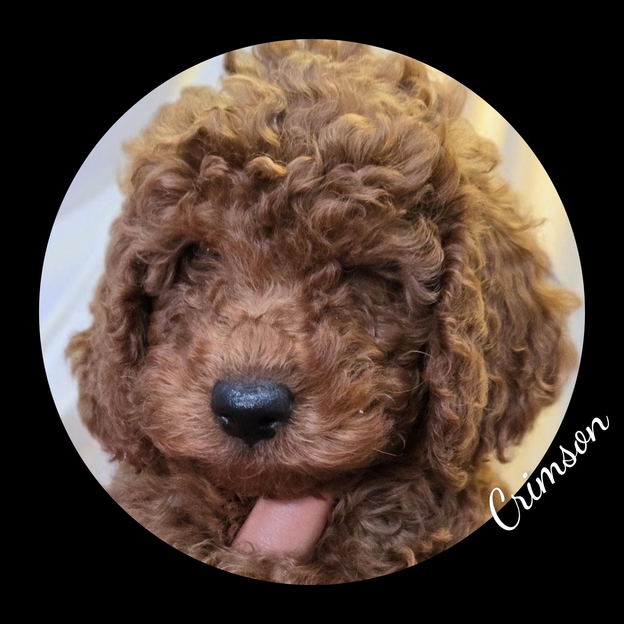 Copper, Adopted, Puppy Female Goldendoodle.