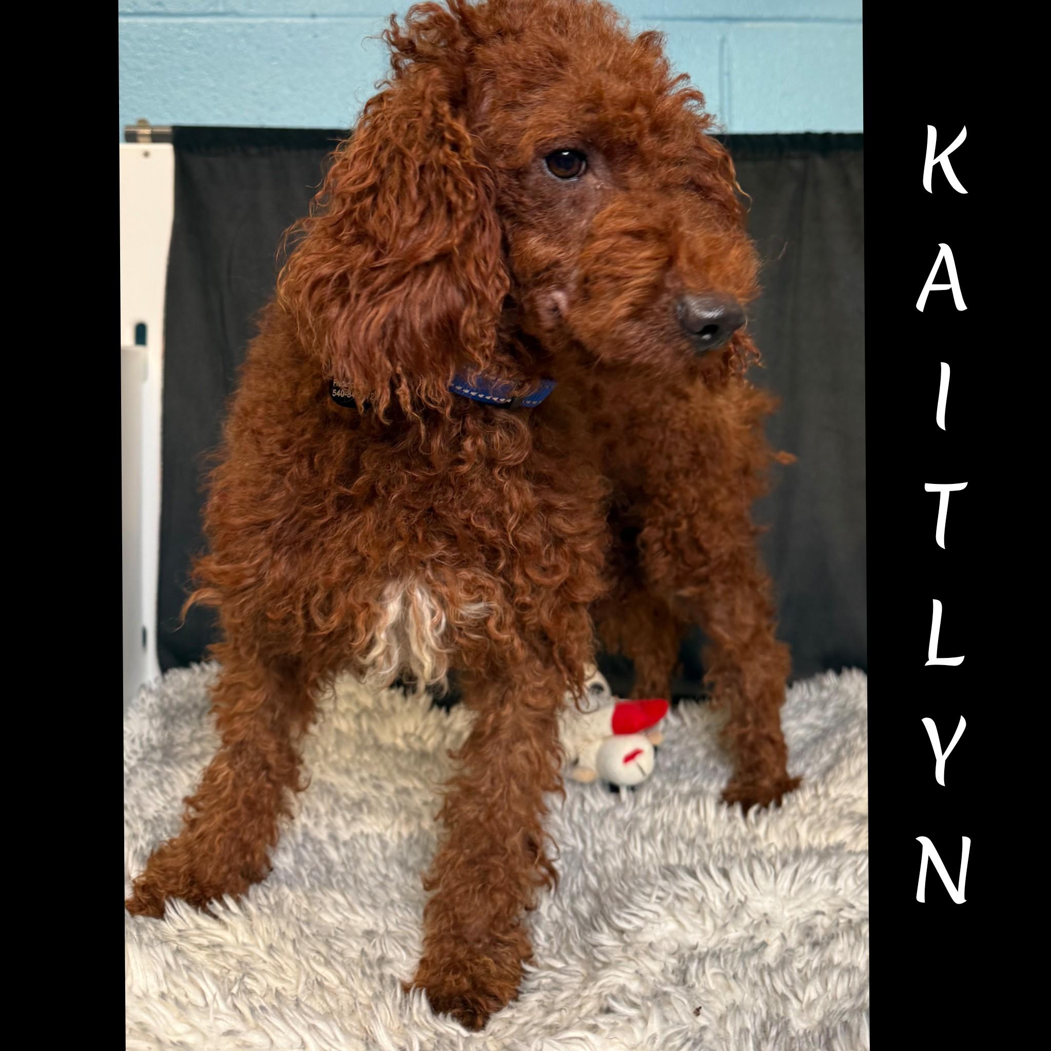 Enlarge Copper, a Adopted Goldendoodle in Fredericksburg, VA image 5/6