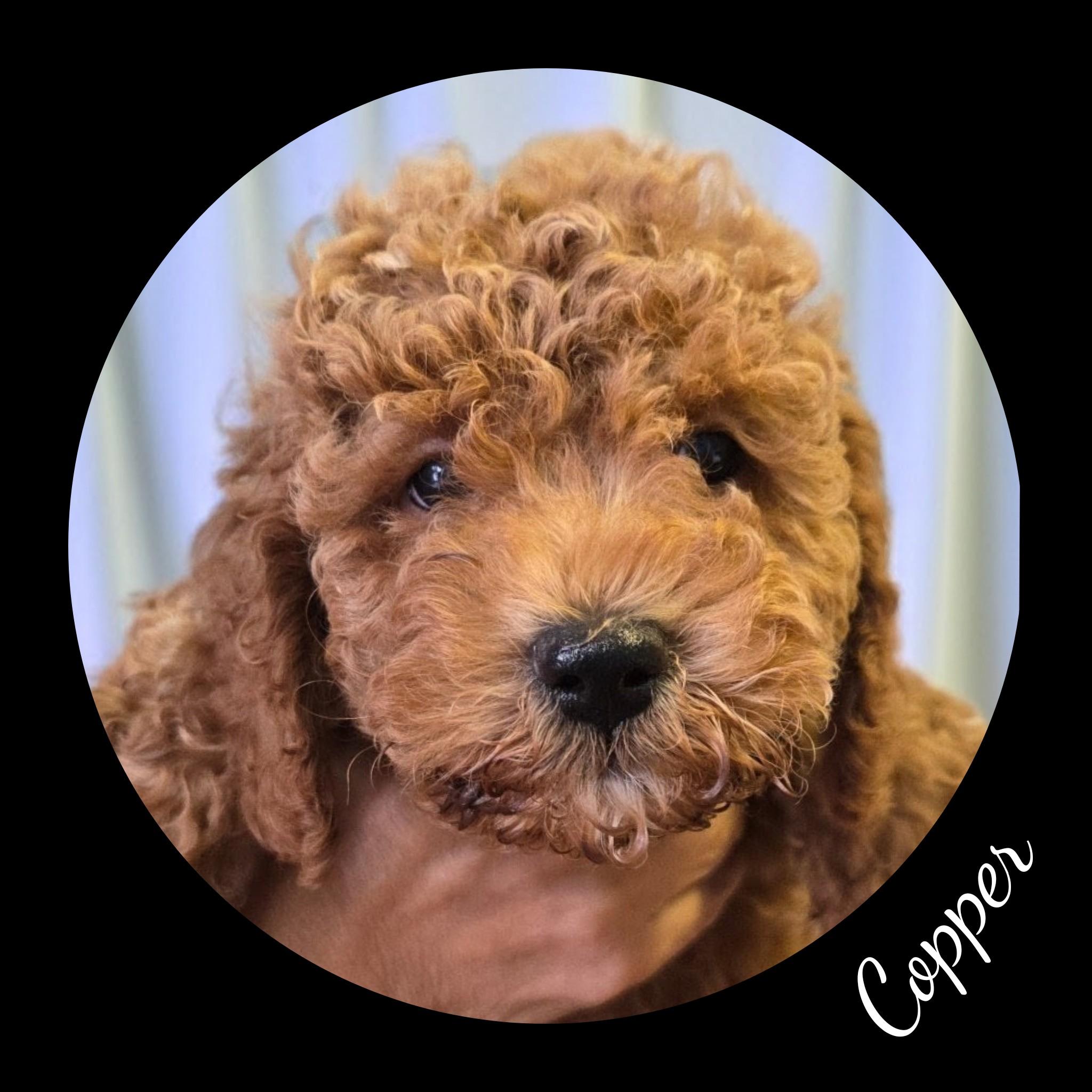 Enlarge Copper, a Adopted Goldendoodle in Fredericksburg, VA image 4/6
