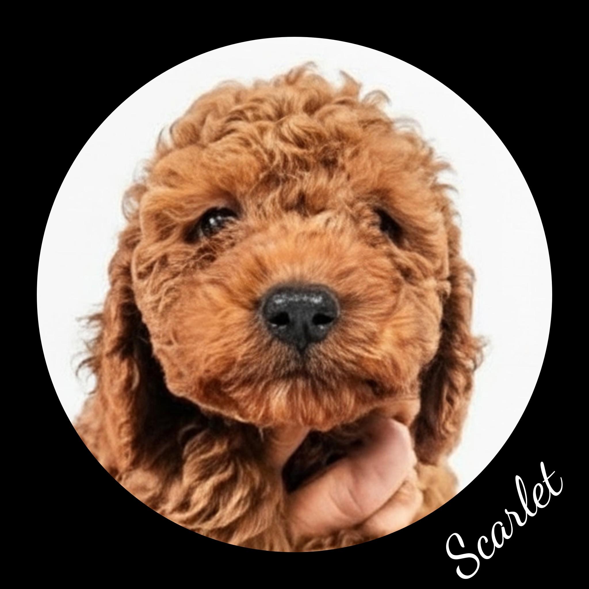 Enlarge Copper, a Adopted Goldendoodle in Fredericksburg, VA image 3/6