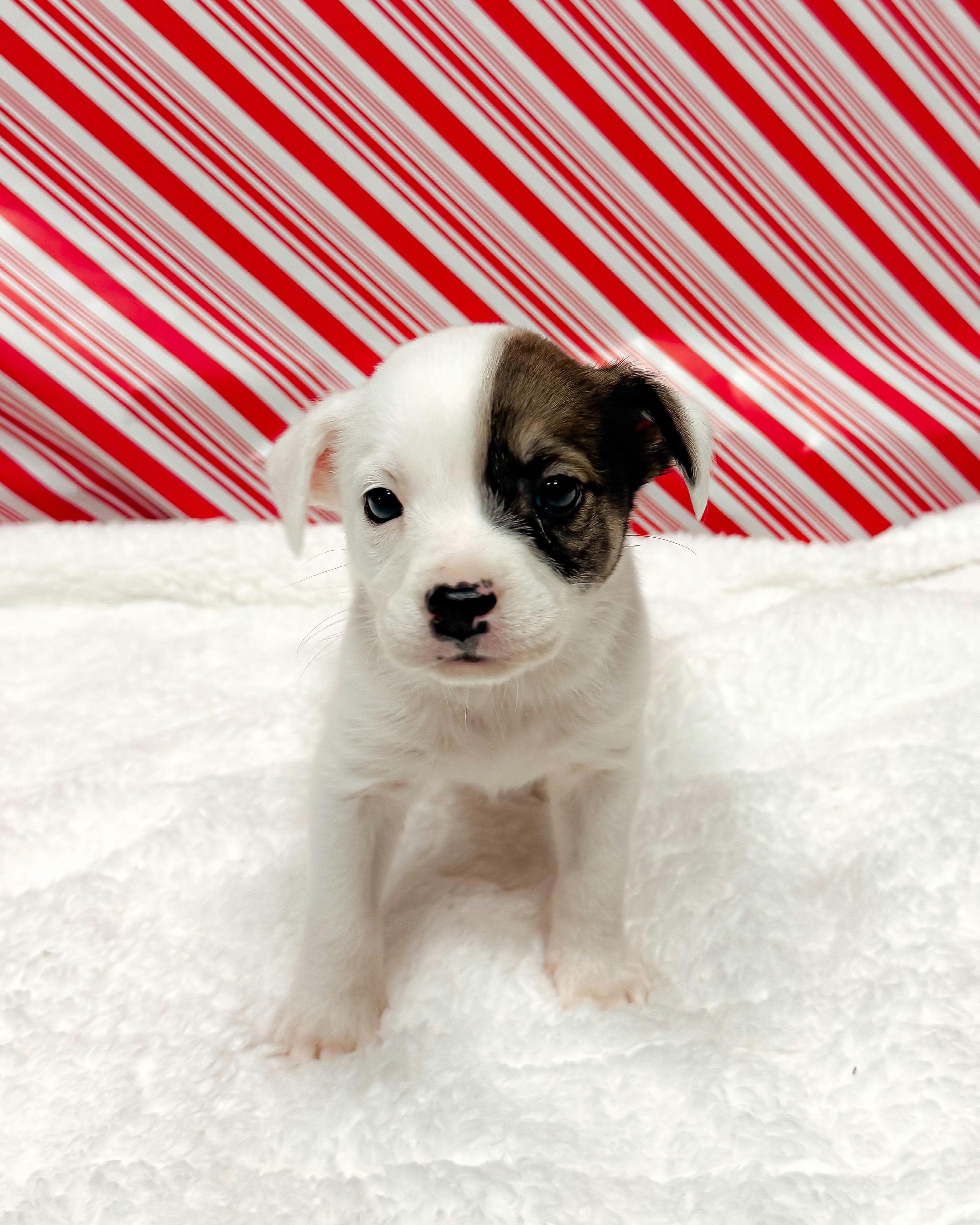Olivia Pearl, ADOPTABLE, Puppy Female Mixed Breed.
