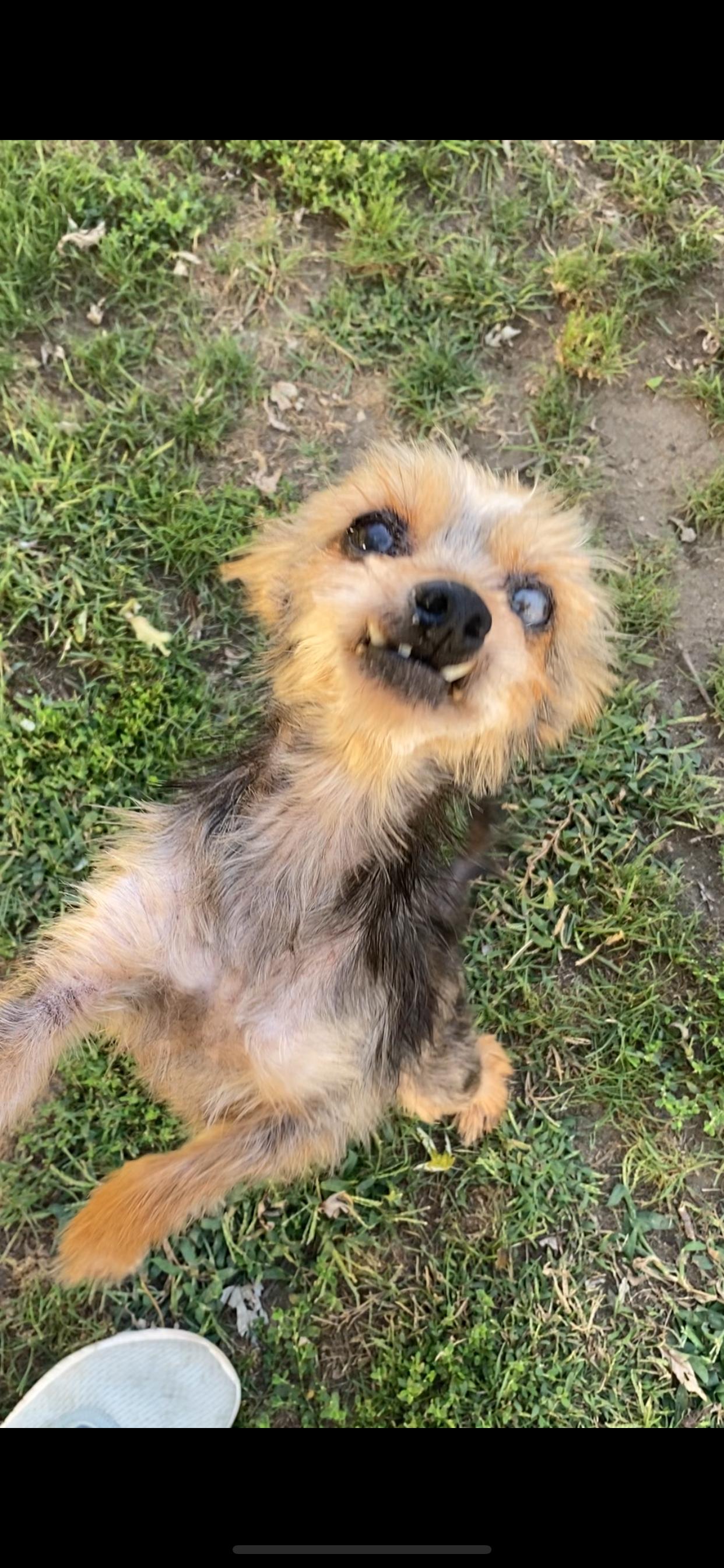 Gertrude, Adopted, Senior Female Yorkshire Terrier.