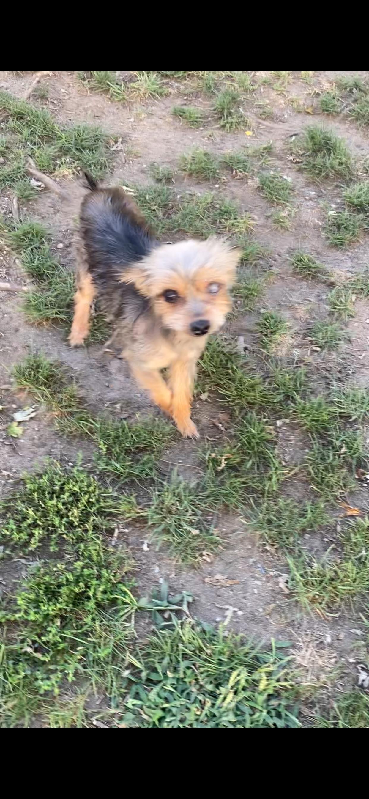 Enlarge Gertrude, a Adopted Yorkshire Terrier in Freeport, NY image 3/3