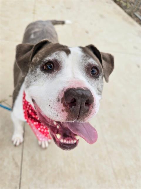 VIOLET, Adoptable, Adult Female Pit Bull Terrier.