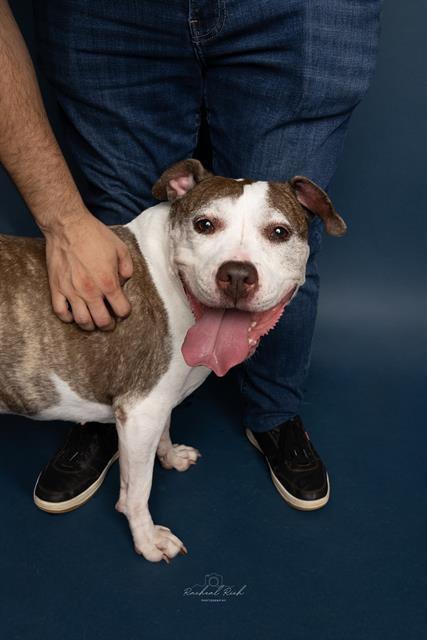 Enlarge VIOLET, a Adoptable Pit Bull Terrier in Charlotte, NC image 1/1