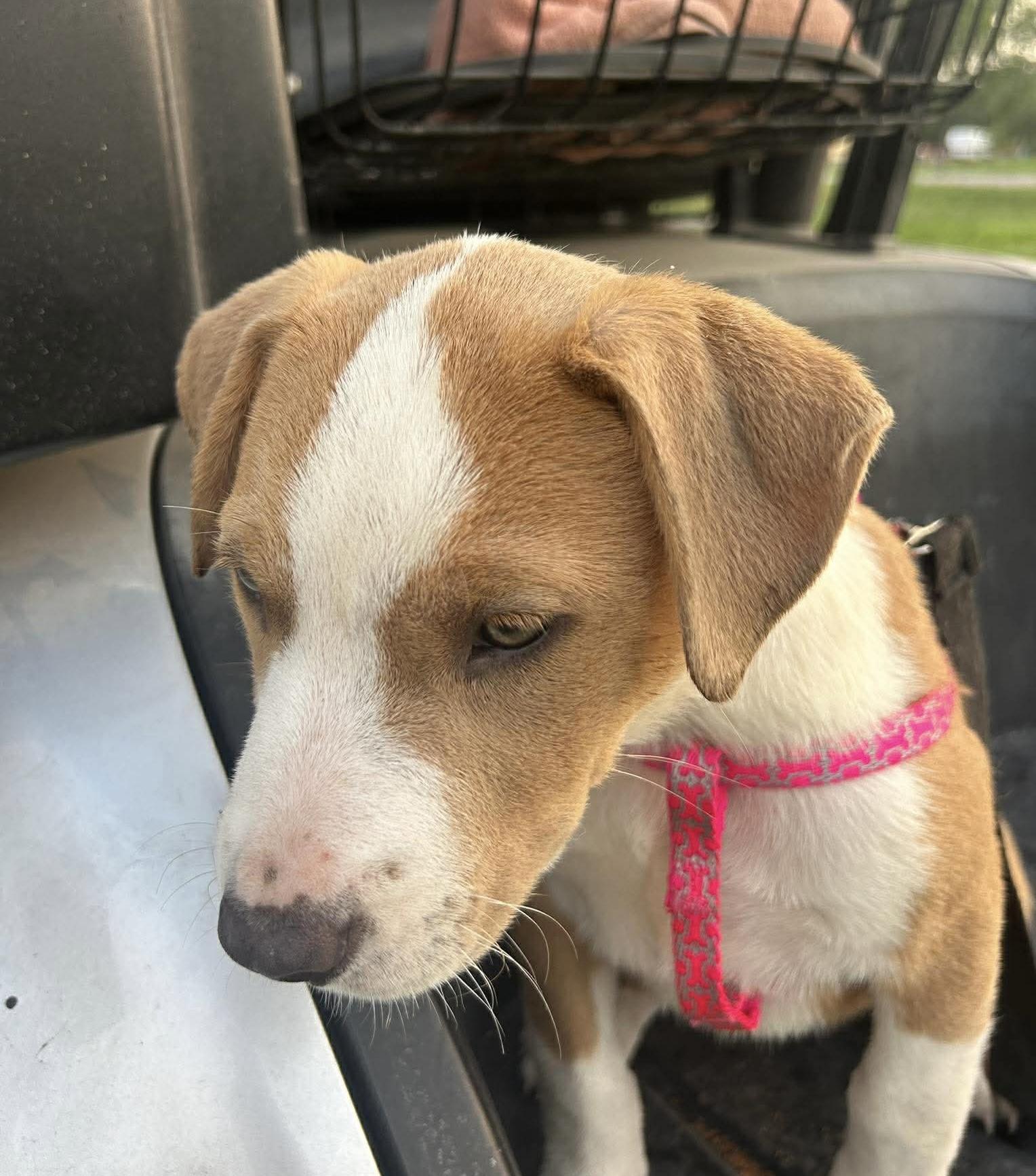 Enlarge Fawn, a Adoptable mixed breed in Brattleboro , VT image 4/6