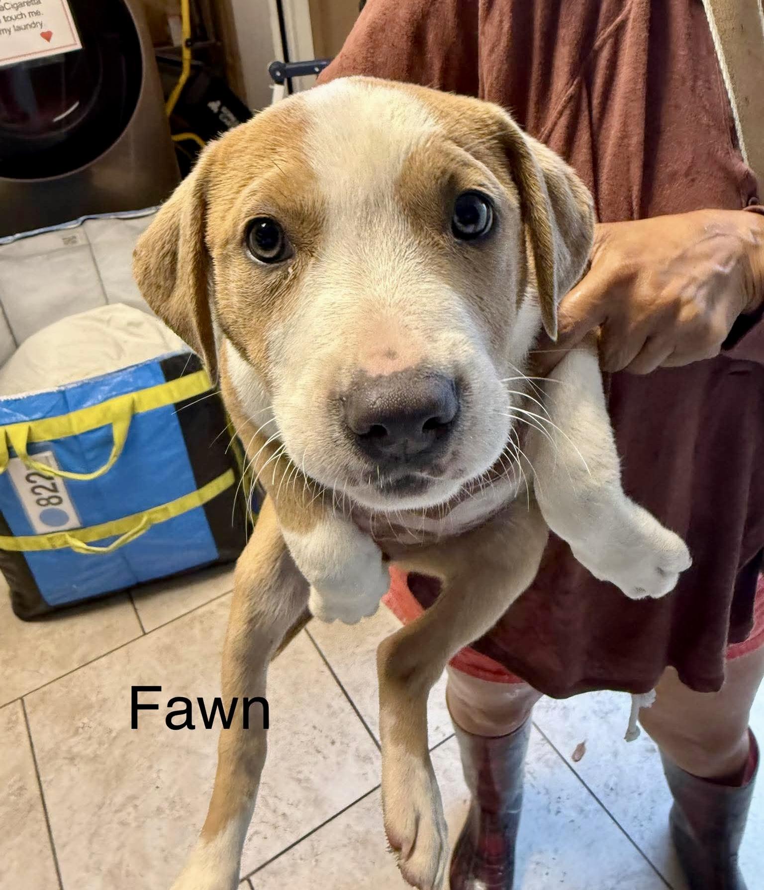 Enlarge Fawn, a Adoptable mixed breed in Brattleboro , VT image 1/6