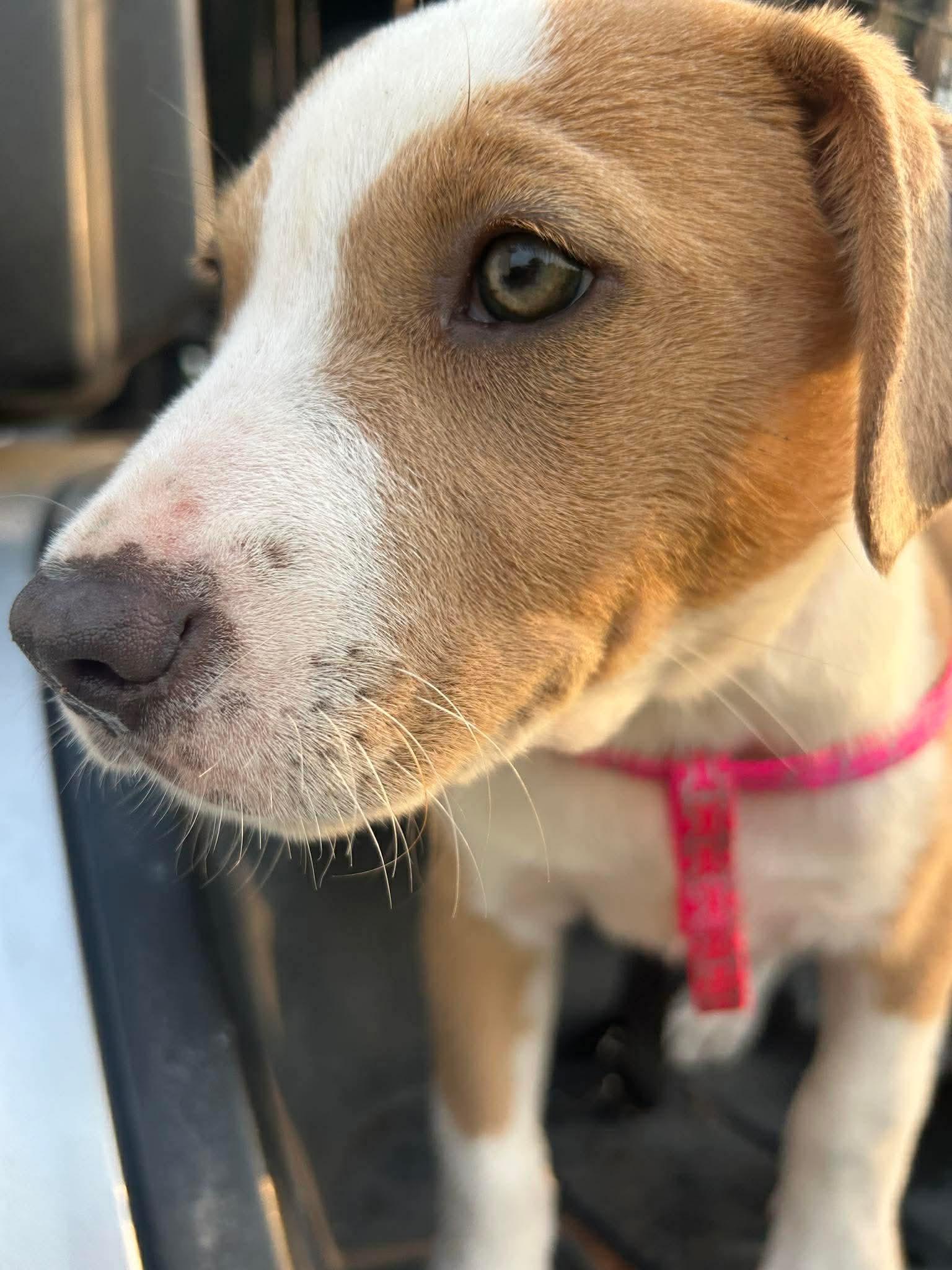 Enlarge Fawn, a Adoptable mixed breed in Brattleboro , VT image 5/6