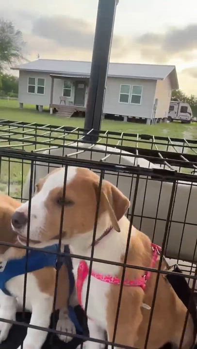 Enlarge Fawn, a Adoptable mixed breed in Brattleboro , VT video 2/6