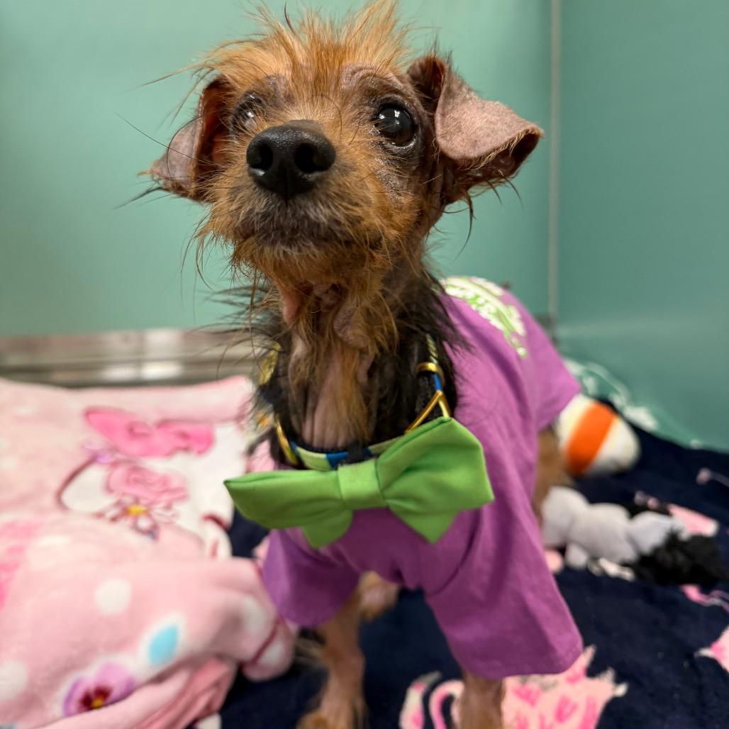 Beckham Magoo - Adoptable Pet | Petfinder