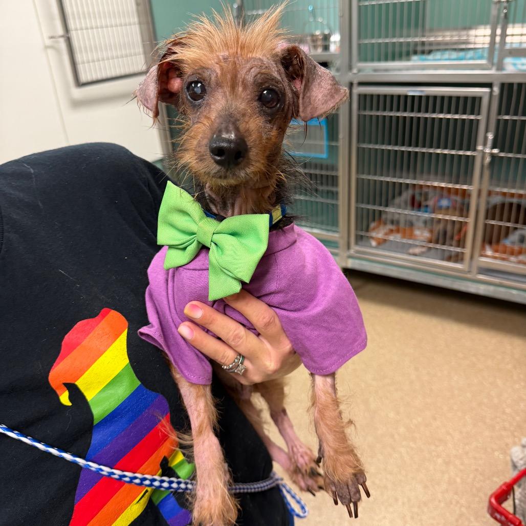 Beckham Magoo - Adoptable Pet | Petfinder