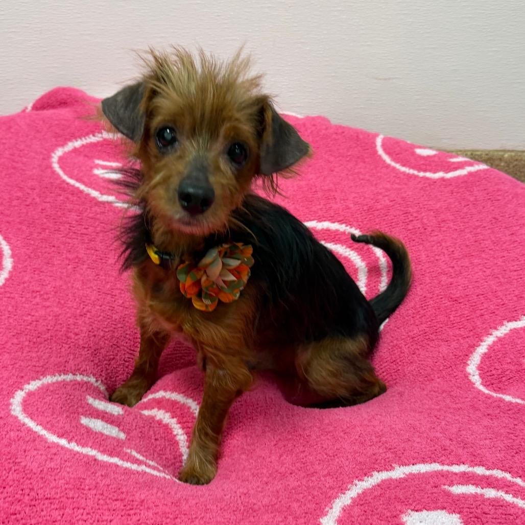Beckham Magoo - Adoptable Pet | Petfinder