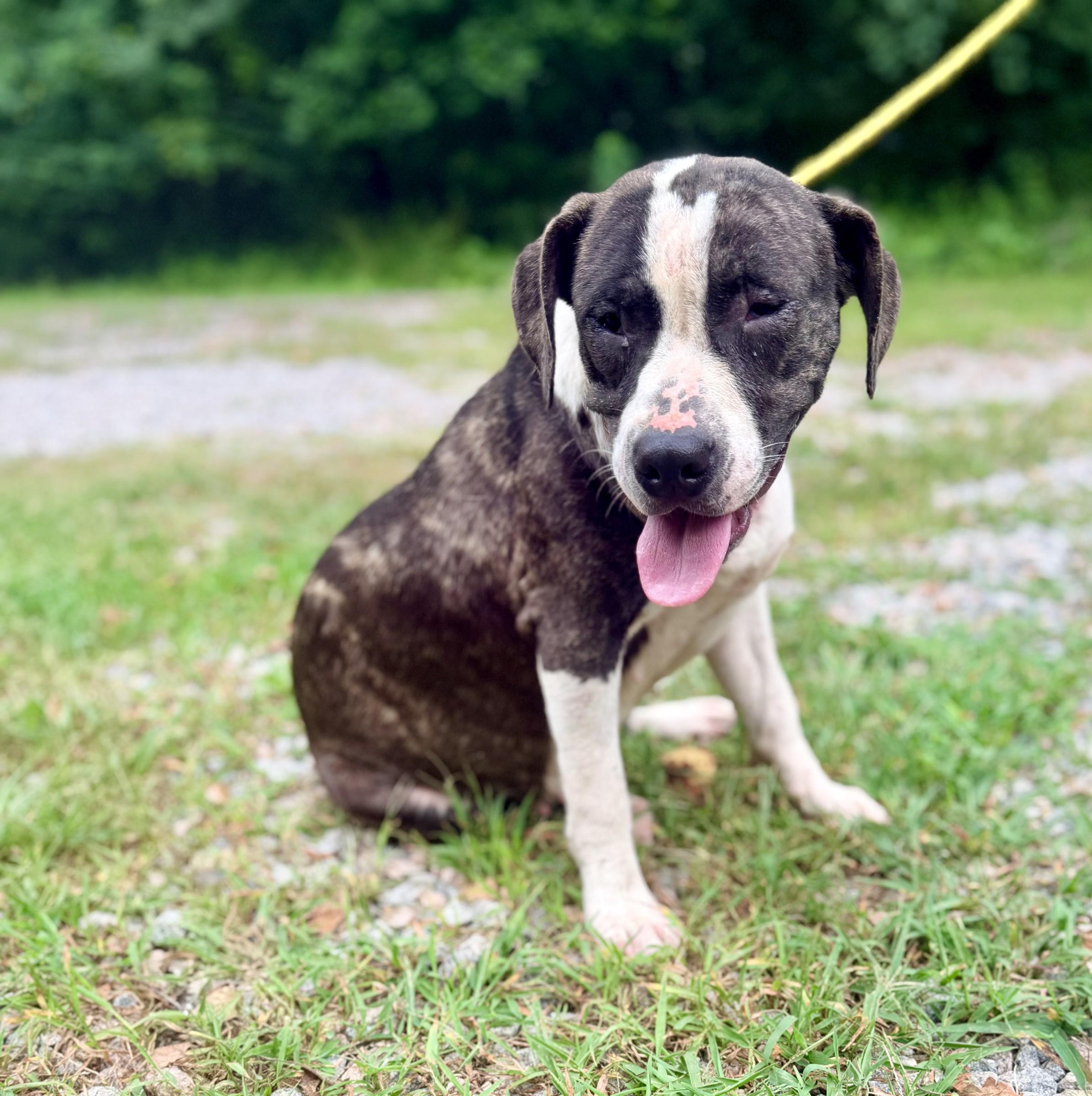 Enlarge Jojo, a ADOPTABLE mixed breed in Petersburg, VA image 3/6