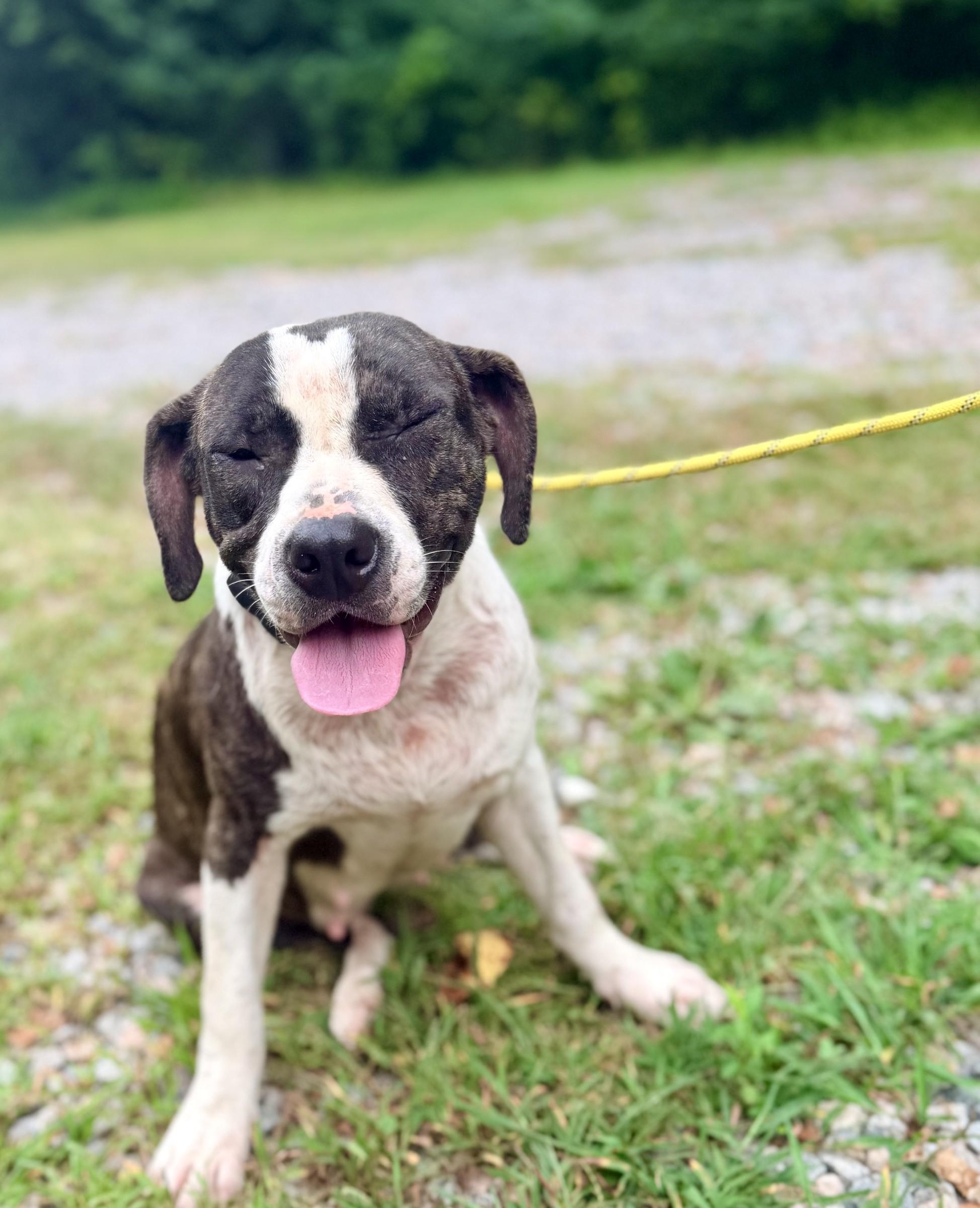 Enlarge Jojo (in foster), a Adoptable mixed breed in Petersburg, VA image 5/6