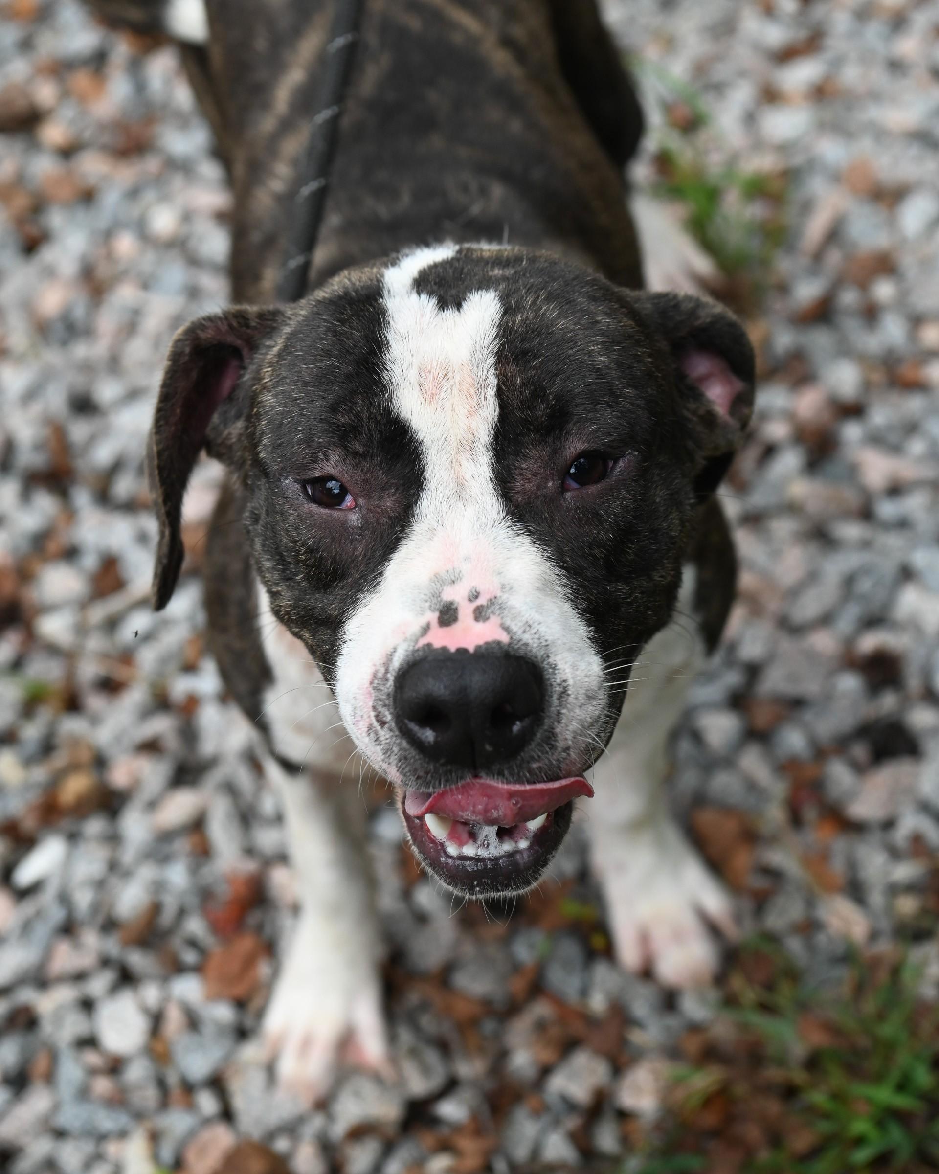 Jojo, Adoptable, Adult Female Mixed Breed.